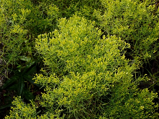 {Euthamia caroliniana}